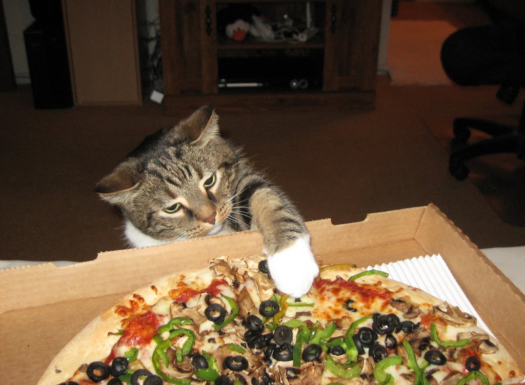 Gatto che allunga la zampa verso una pizza